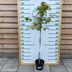 Kalina siripútková (Viburnum lantana) ´AUREOVARIEGATA´ - výška 90-120 cm, kont. C5L - NA KMIENKU